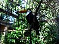 gal/holiday/Brazil 2005 - Foz do Iguacu Birds Sanctuary/_thb_Bird_Sanctuary_Iguacu_DSC07174.jpg